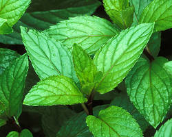 Peppermint