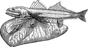 Image result for Chiasmodon niger