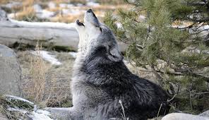 Image result for grey wolf howling