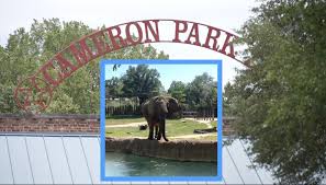 Cameron Park Zoo reimagines its future after the death of beloved elephant Tembo