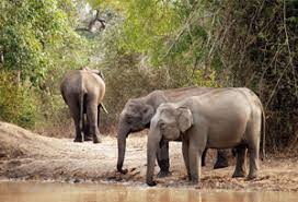 Image result for images of nagarhole national park