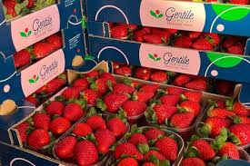 “Currently, Up to 4,000 Strawberry Hills Shipped Weekly to Domestic Customers”