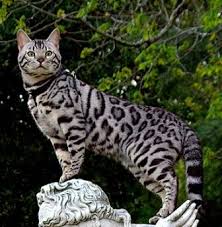 Image result for cat tiger breed