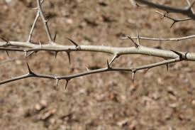 Image result for hedge apples