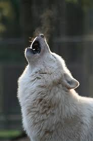 cry of the wolves ~~ - Bild \u0026amp; Foto von Sven Karsten Greiner aus ...