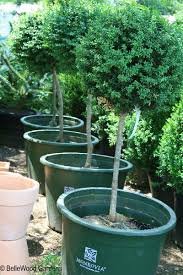 Image result for monrovia green pot