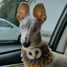 The shelter said nobody would adopt her because she looked ...