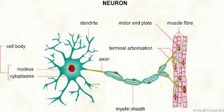 Image result for free nerve cell