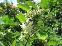 Image result for goumi