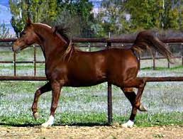 Resultado de imagen para imagen de caballo de arabe
