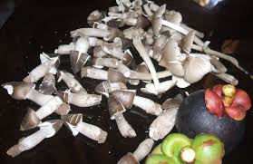 Có ai biết nấm mối ko nhỉ? - 2