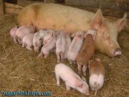 Image result for site:sugarmtnfarm.com trough OR barrel OR feeder OR tank OR waterer OR whey