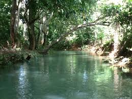 Resultado de imagen para fotosde arboles y rios en RD