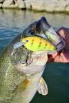 Trolling Crankbaits for Bass - Gord Ellis Outdoors