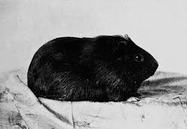 Image result for black american guinea pig