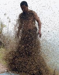 Résultat de recherche d'images pour "covered in bees"