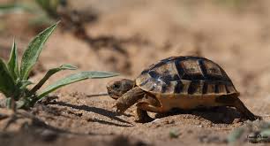 Résultats de recherche d'images pour « bébé tortue »