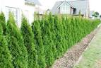 Thuja occidentalis aposSmaragdapos