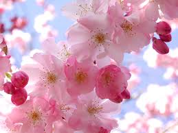 Image result for spring wallpaper free