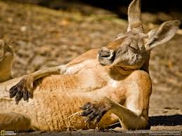 Image result for kangaroo