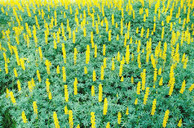 Risultati immagini per lupini