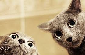 /></p> <p>QVC must have at least some clue that their programming is a real snoozer .....next up is AM BEAUTY and the promo reads....wake up your weekend with fresh ideas.....yeah right!</p> <p><img class=