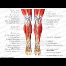 Amido Black 10B Process for Bloody Fingerprints -
