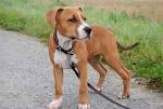 Amstaff valp