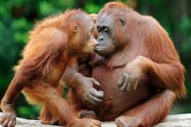 Image result for MONKEYS