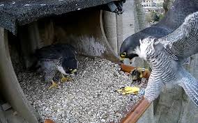 Image result for african grey parrot for sale