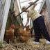 Columbus health board approves new backyard agriculture ...