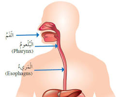 صورة البلعوم (جهاز هضمي)