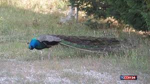 Tgcom24: Troppi pavoni a Punta Marina: scatta il piano del Comune Video