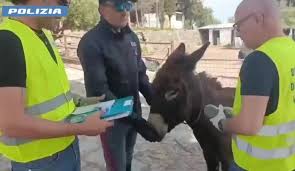 Catania, scoperta una fattoria abusiva: sanzioni per oltre 30.000 euro