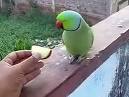 pictures of 2 parrots talking sounds effects