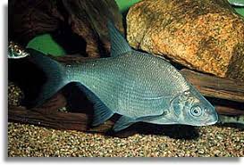 Image result for lahna