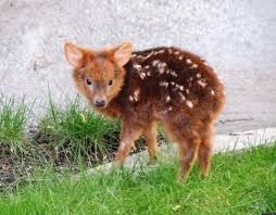 Résultat de recherche d'images pour "pudu"