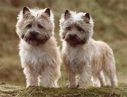 Resultado de imagem para cairn terrier