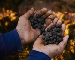 Image of Black Ivory Coffee