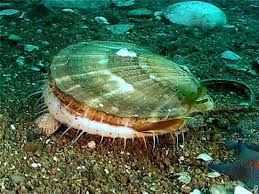 фото морского гребешка