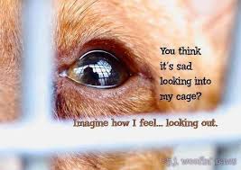 Animal Cruelty Quotes. QuotesGram via Relatably.com