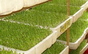 Image result for RAU MẦM CẢI XANH