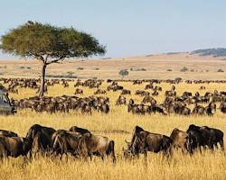 Image of Masai Mara National Reserve Kenya