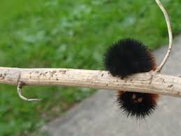 Image result for wooly bears