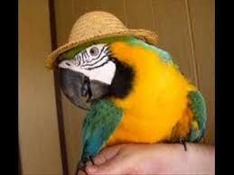 Image result for african grey parrot for sale