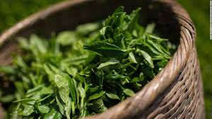 Image result for green tea