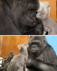 In 1984, Koko the gorilla made headlines around the world — not for her ability to use sign language, but for her deep emotional connection with a kitten she named All Ball.