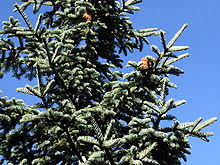 Image result for Shasta red fir