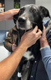 Queen ha 8 anni e due tumori mammari. Oggi verrà operata. Rispetto al passato ci capitano sempre meno femmine con questa patologia. Investiamo molto tempo in prevenzione e informazione e ci piace