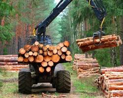 Timber harvesting